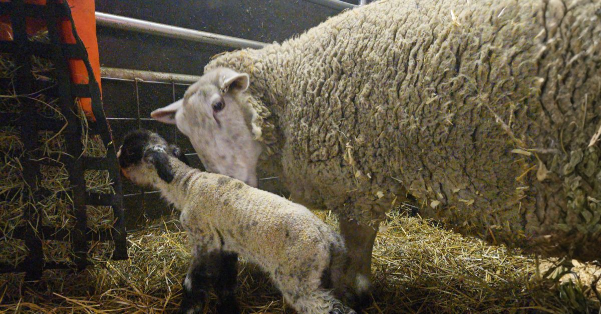 An adult ewe nuzzling her newborn lamb inside a straw-lined farm pen
