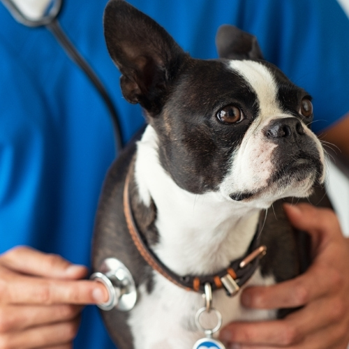 A veterinarian uses a stethoscope to examine a Boston Terrier.