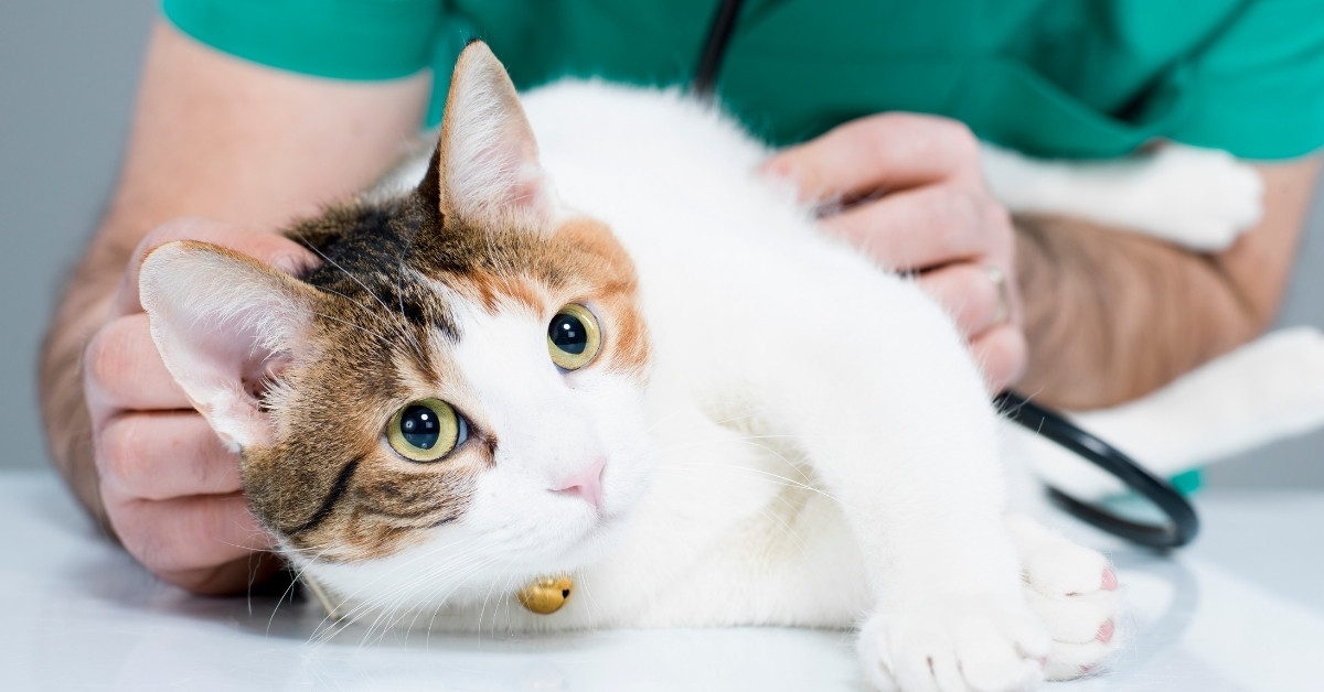 A calico cat with white, brown, and orange fur while a person holds it and a stethoscope rests nearby.