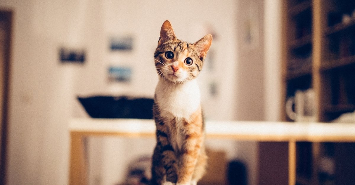 Curious cat looking forward A short-haired tabby cat sits attentively on a surface, looking directly at the camera with wide, curious eyes.