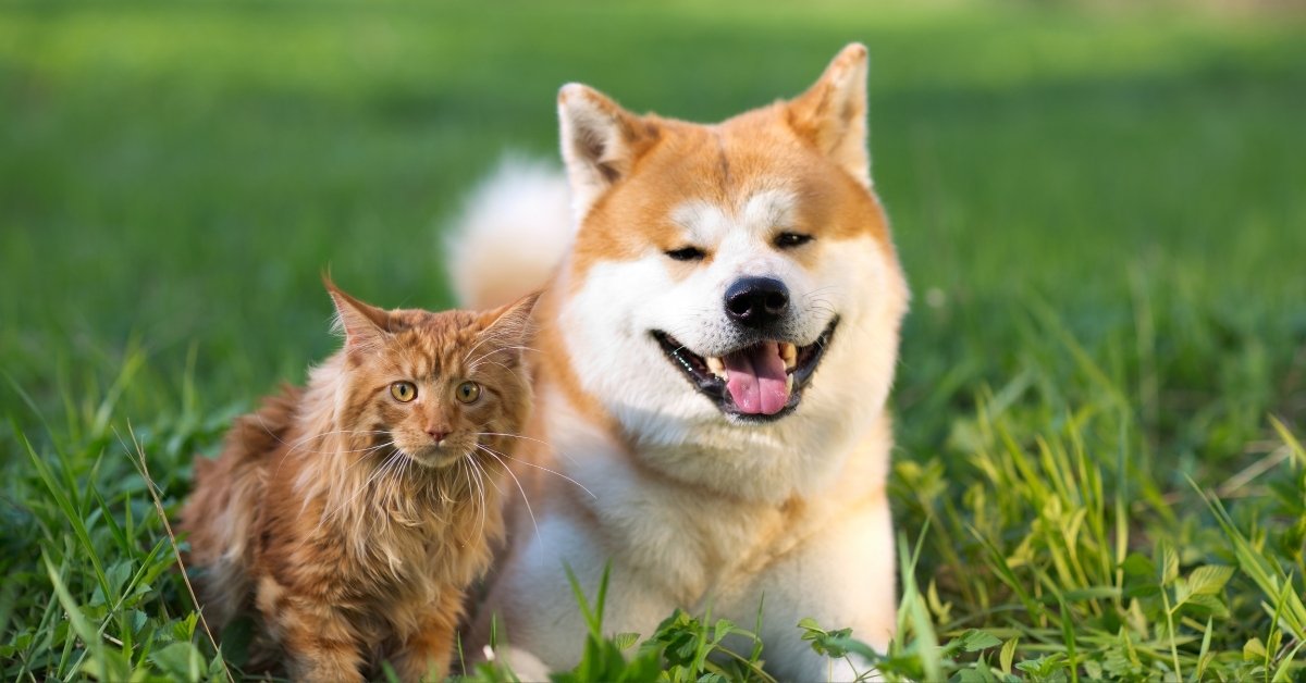 A fluffy ginger cat sits next to a smiling Akita Inu dog on a grassy lawn.