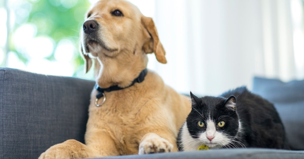 A golden retriever and a black and white cat are lying on a sofa.