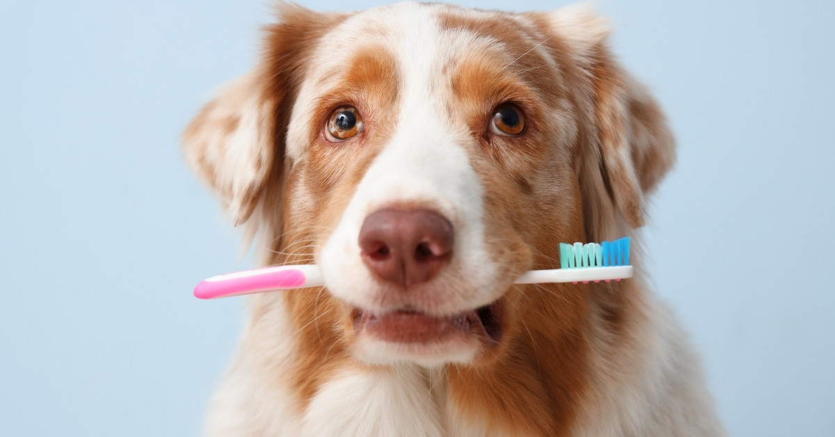 Dog holding toothbrush A dog holds a pink and blue toothbrush in its mouth against a light blue background.