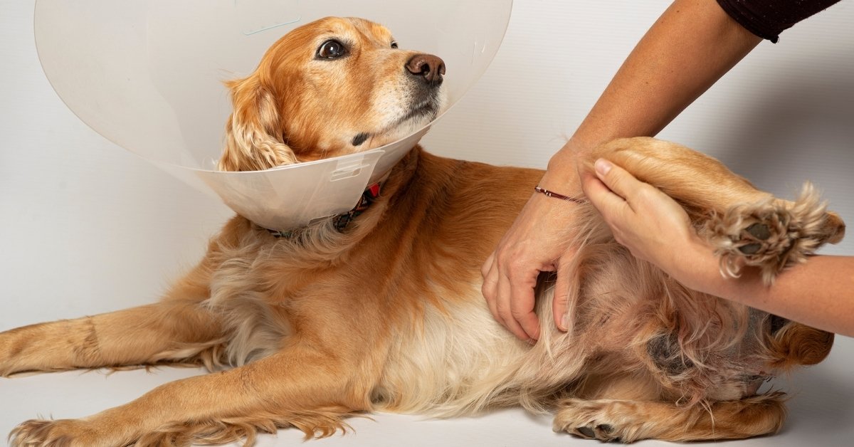 A golden retriever dog wearing a protective cone collar is lying down while someone gently pets its hind leg.