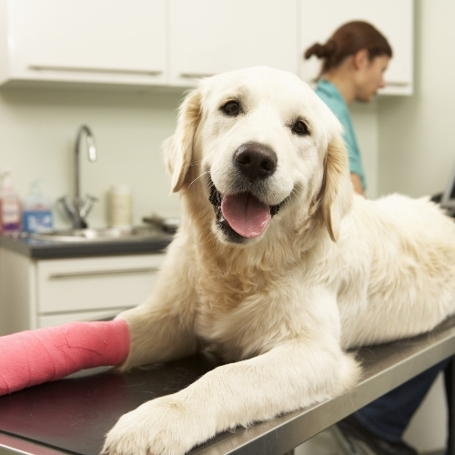 A cream-colored dog with a pink cast on its front leg lies on an examination table with its tongue out, looking at the camera. A blurred person in a teal scrub top is visible in the background.