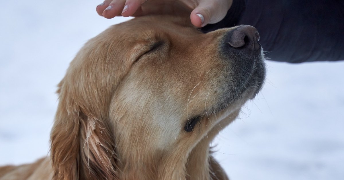 A hand gently strokes the head of a golden retriever with its eyes closed in contentment.