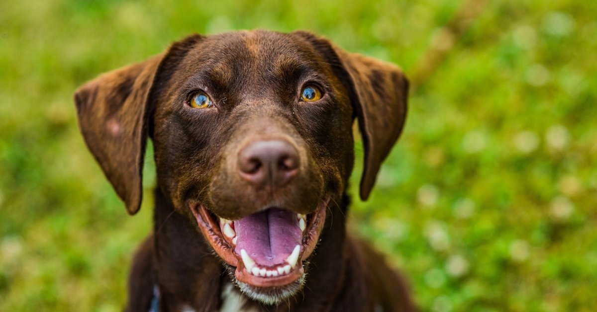 Happy brown dog close-up A close-up shot of a brown dog with amber eyes and its mouth open, panting happily.