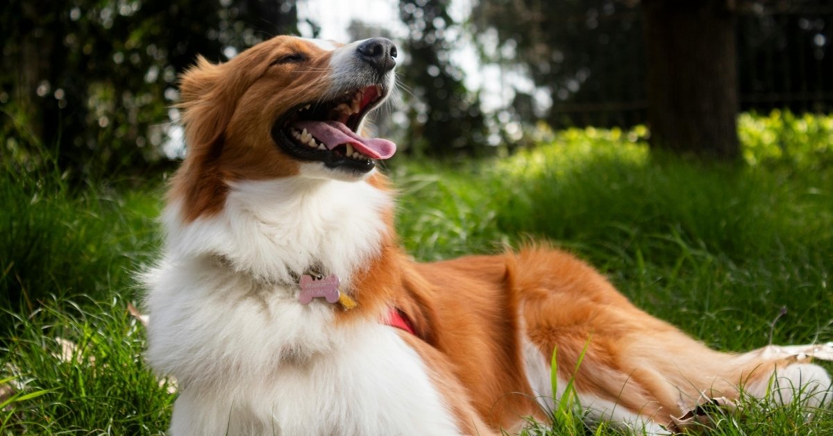 A brown and white dog with its mouth open and tongue out, lying in green grass.