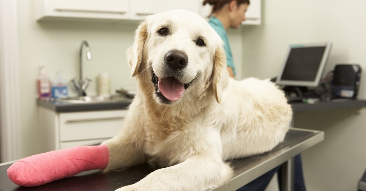 A golden retriever with a pink cast on its front leg lies on an examination table at a vet clinic.