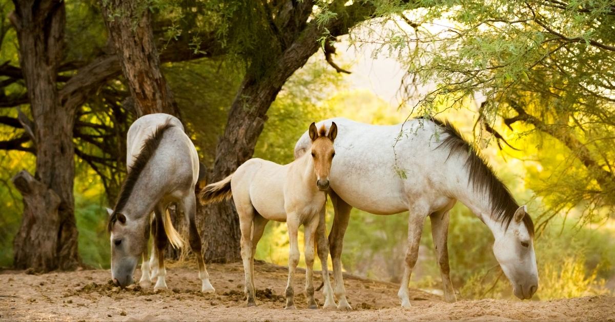 Three horses, two adults and a foal, stand in a dry, wooded area with dappled sunlight.