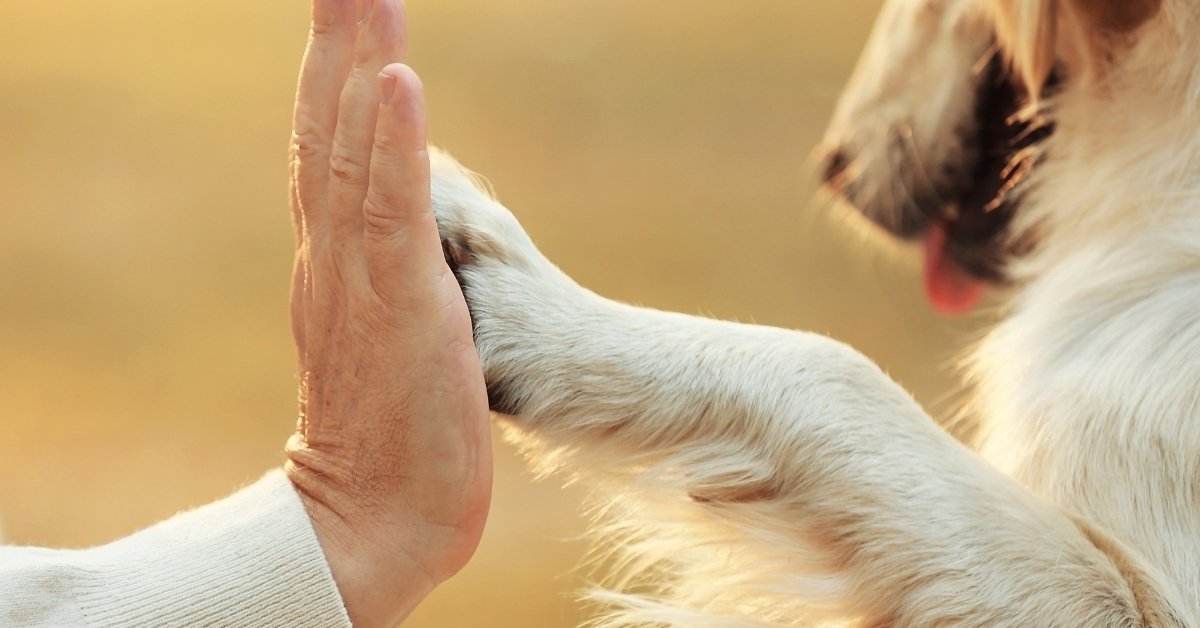 Human hand, dog paw. A person's hand gives a high five to a dog's paw.