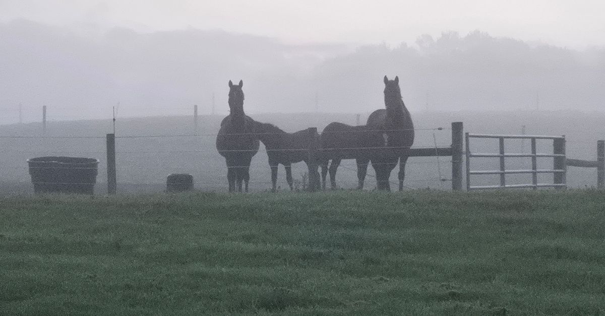 Large equine livestock standing in a rural farm pasture on a misty morning