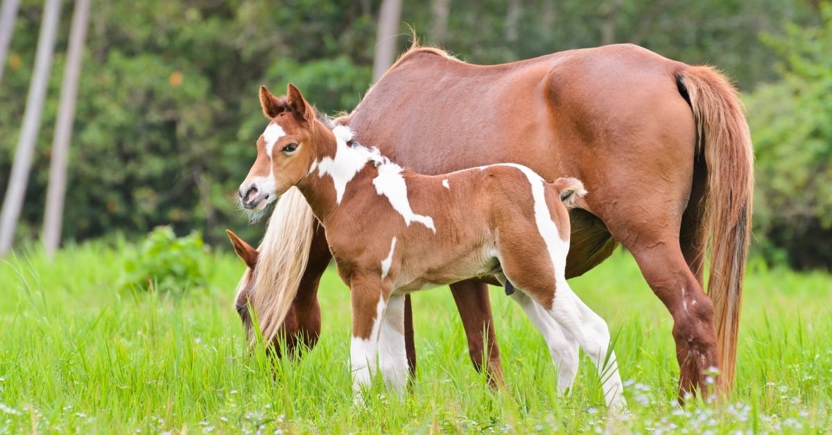 Mare and foal grazing A brown and white foal stands next to its mother in a grassy field.