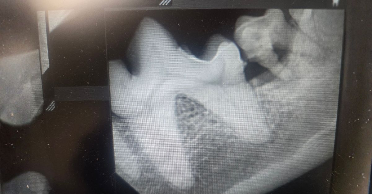 Pet dental X-ray showing a carnassial tooth and root structure