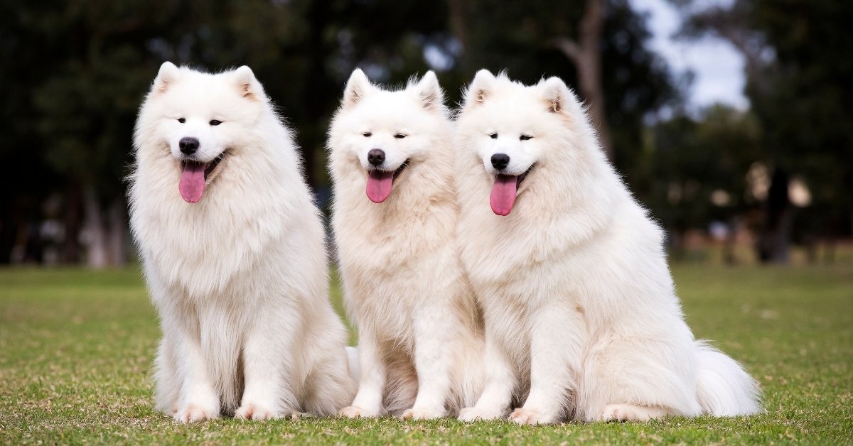 Three white Samoyed dogs Three fluffy white Samoyed dogs sitting on a grassy lawn with their pink tongues out.