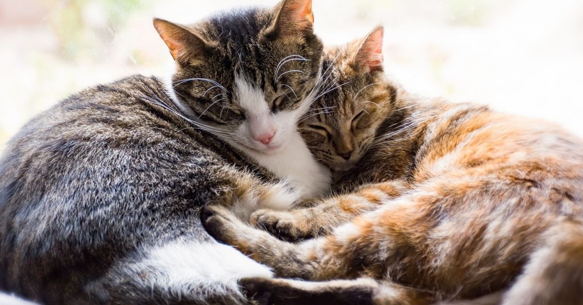 Two cats curled up together, sleeping peacefully.