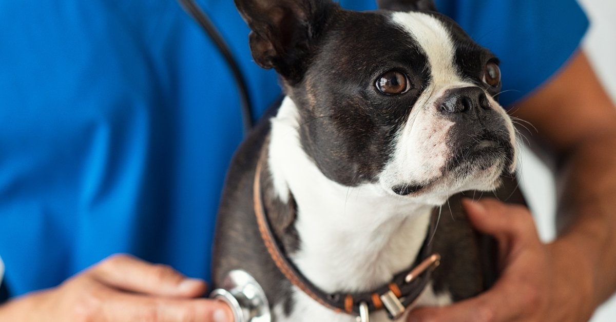 A Boston Terrier is being examined by a veterinarian with a stethoscope.