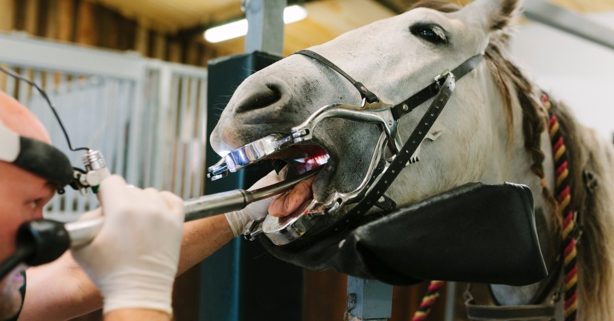 A veterinarian performs a dental examination on a white horse using a speculum to hold its mouth open.