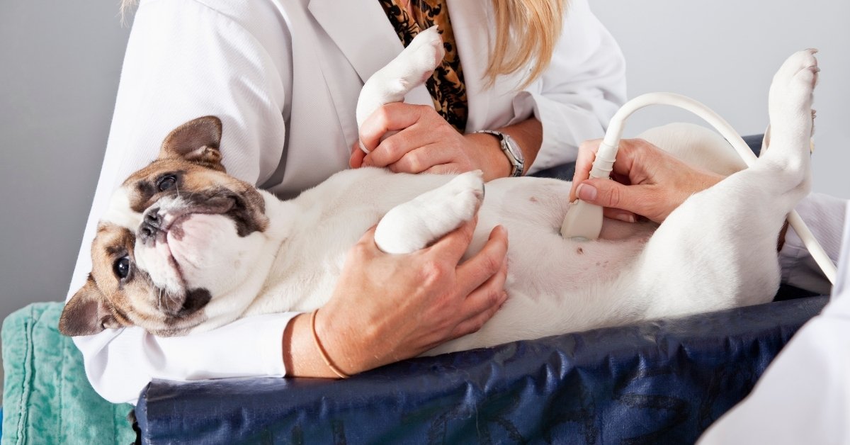 Veterinarian performing ultrasound on dog. A veterinarian performs an ultrasound on a French Bulldog lying on its back.