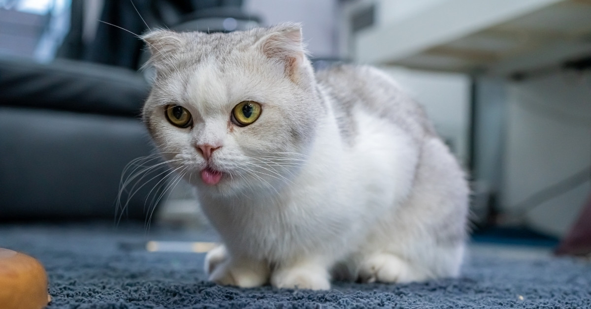 A white and gray Scottish Fold cat with yellow eyes is sitting on a blue carpet and sticking its pink tongue out slightly.