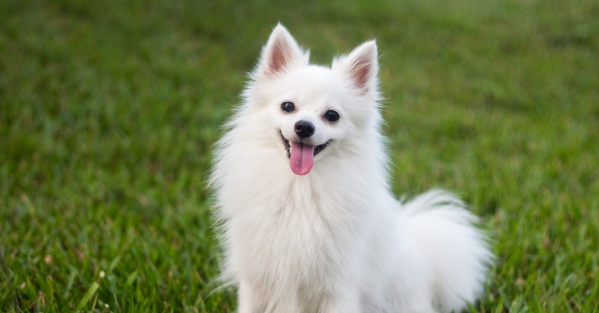 A fluffy white dog with its tongue out sits on green grass.