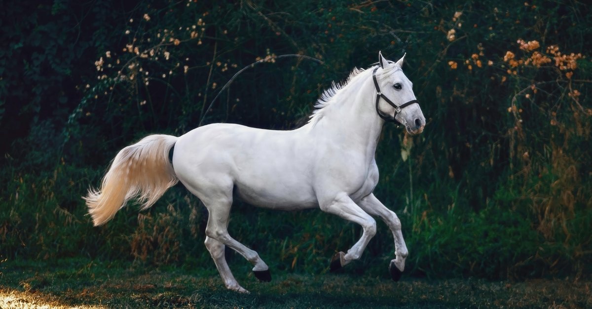 White horse galloping outdoors A white horse with a black halter runs through a grassy area with dark green foliage and some yellow flowers in the background.