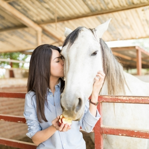 A person is kissing a white horse on the cheek while holding slices of apple for it in a stable.